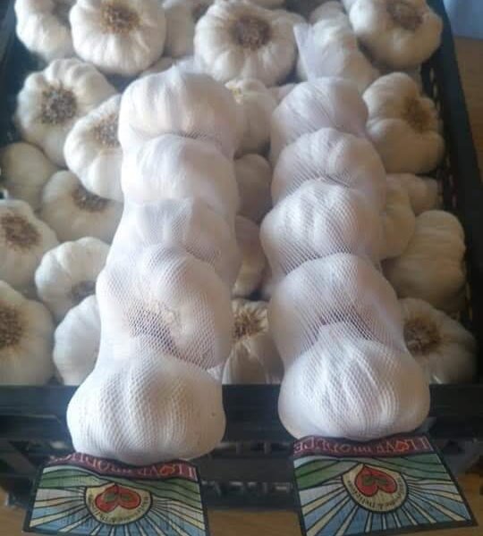 WHITE GARLIC
